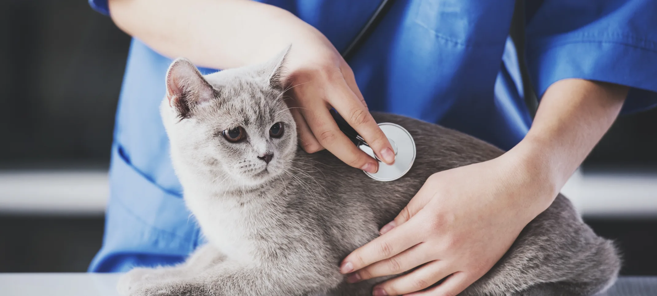 Grey short haired cat getting his or her's heart checked from a female veterinarian. 